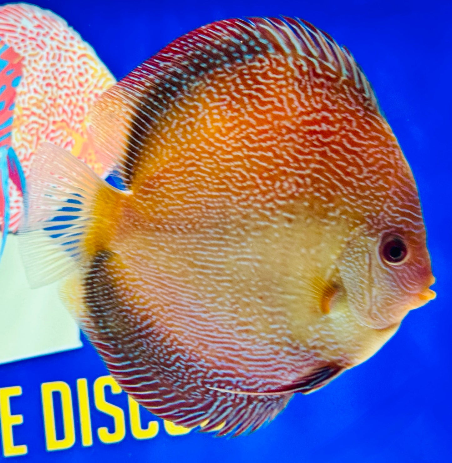 Red Scarlet Snakeskin Discus 5-5.5 (WYSIWYG)