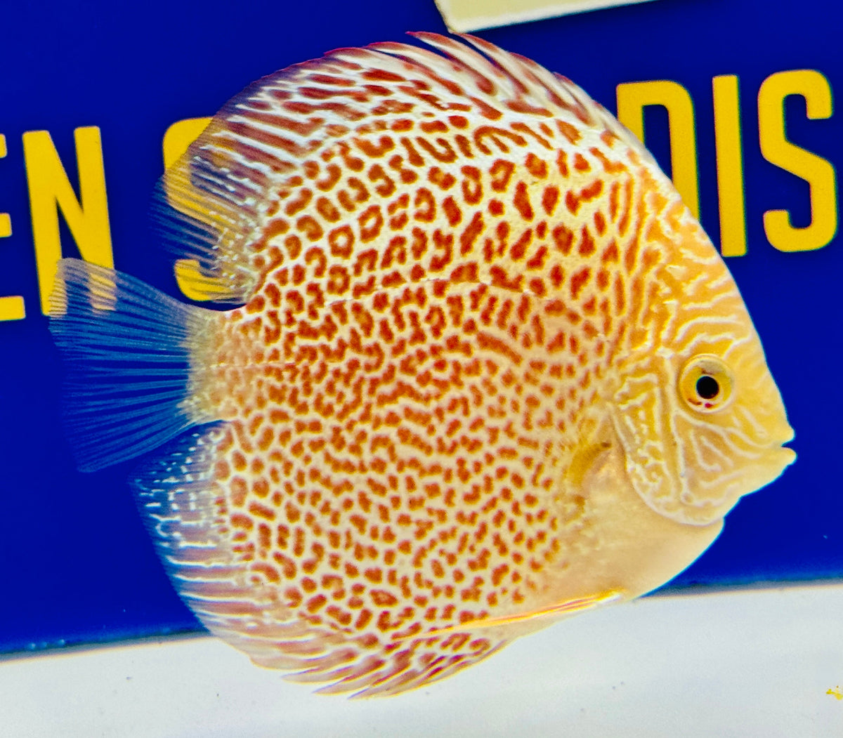 Albino Leopard Snake Discus 4-4.5"