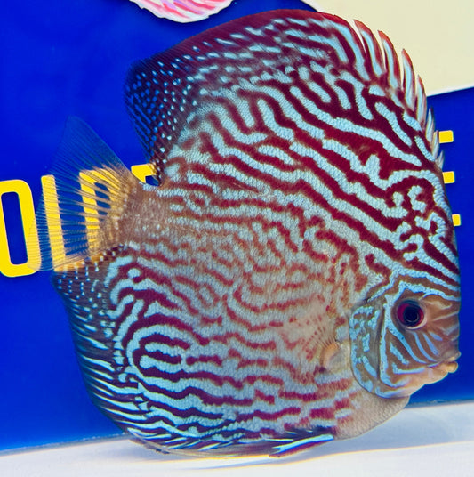 Altum Carnation Discus 5-5.5"