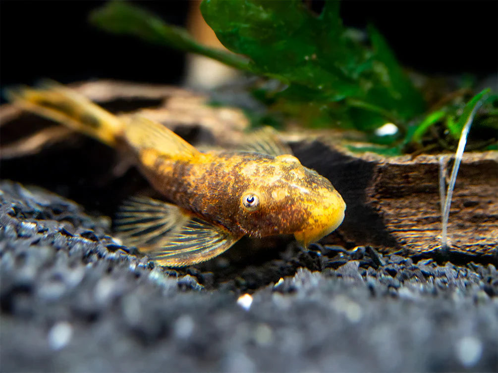 Calico Bushynose Pleco - Sm