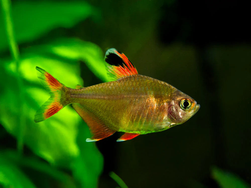 Candycane Tetra