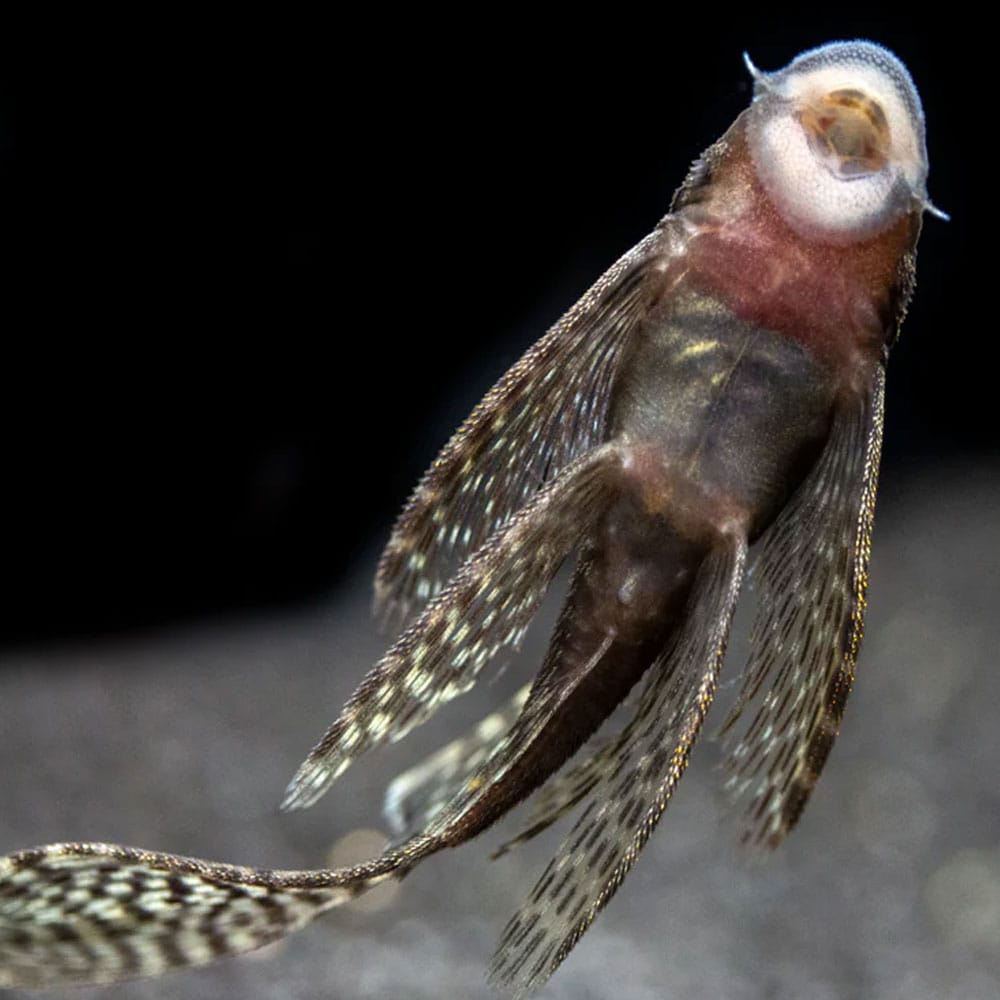 LONGFIN BRISTLENOSE PLECO - SM