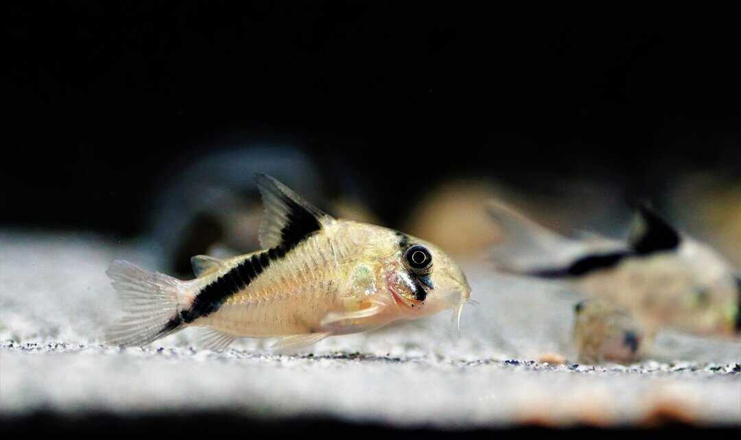 MELINI CORYDORAS CATFISH