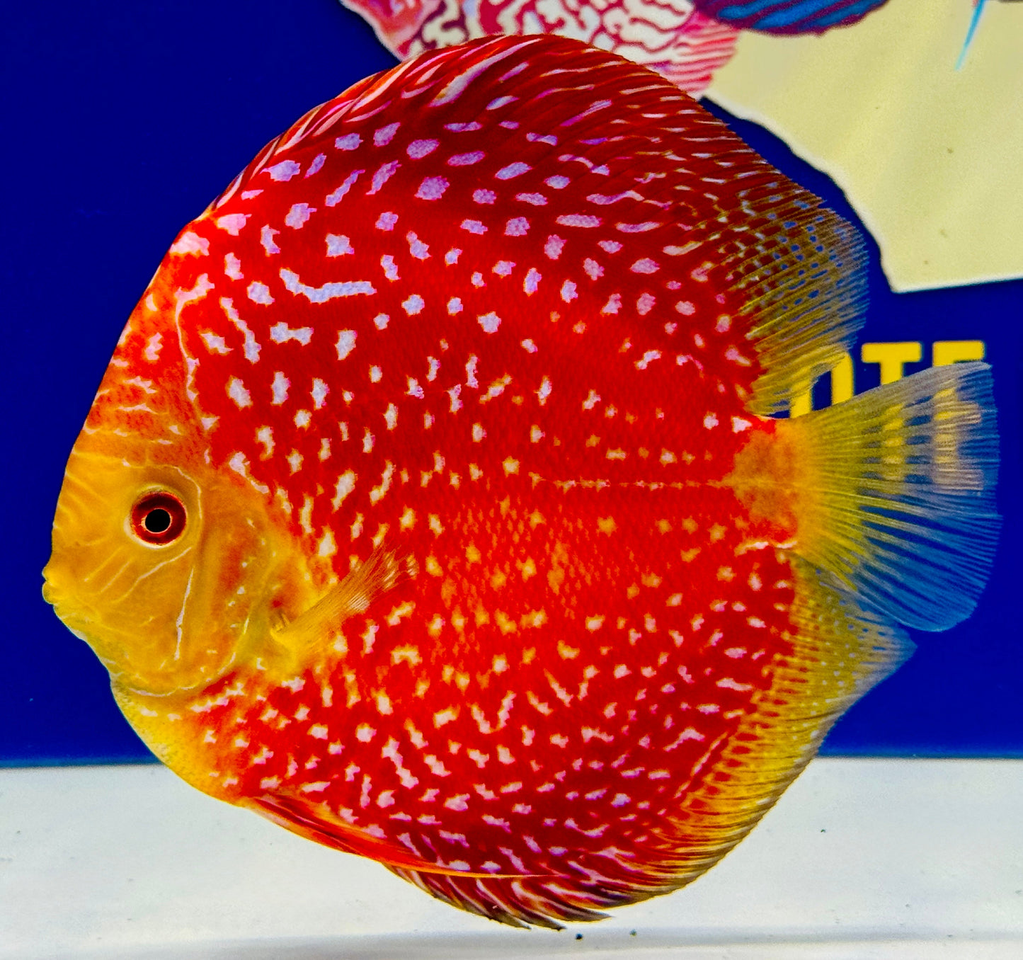 Pigeon Scarlet Snake Jumbo Premium Discus 6.5-7"