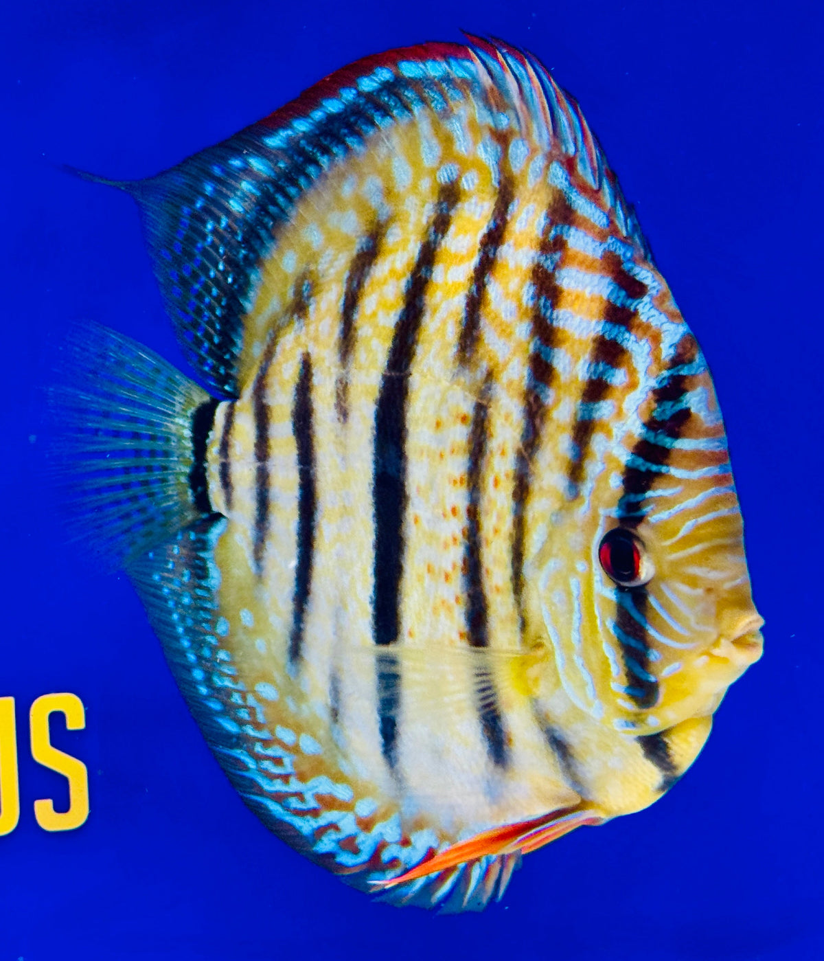 Trombeta Heckel Cross KL Extra Jumbo Premium Discus 7-8"