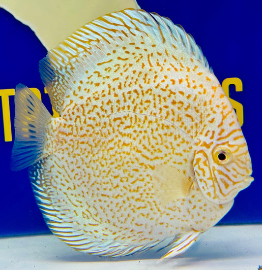 Albino Viper King Discus 5-5.5"