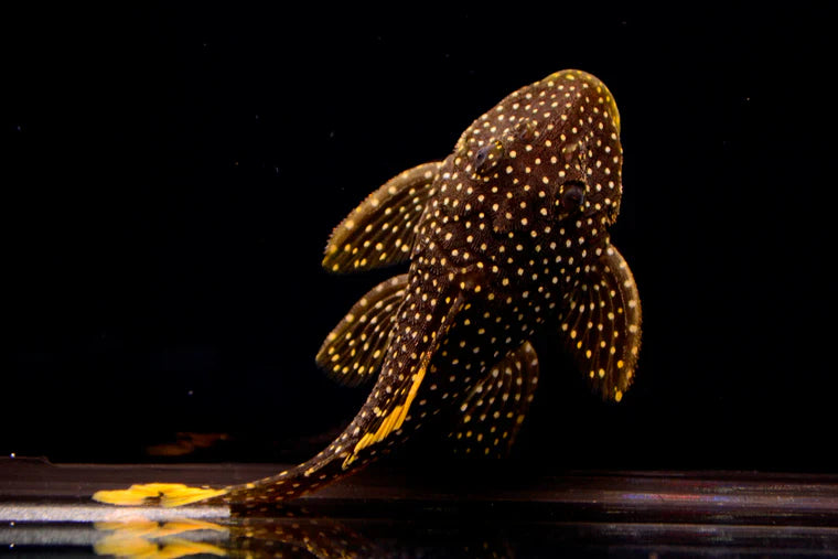 Mustard Spotted Pleco