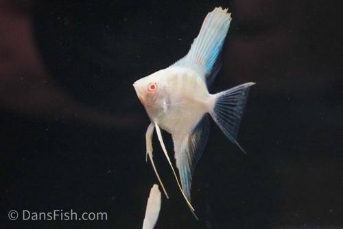 True Albino Angelfish