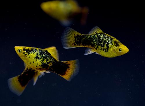 NEON YELLOW CALICO PLATY