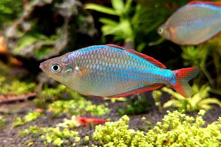Neon Dwarf Praecox Rainbowfish