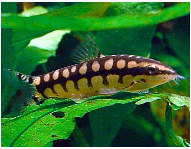 Dwarf Chain Loach