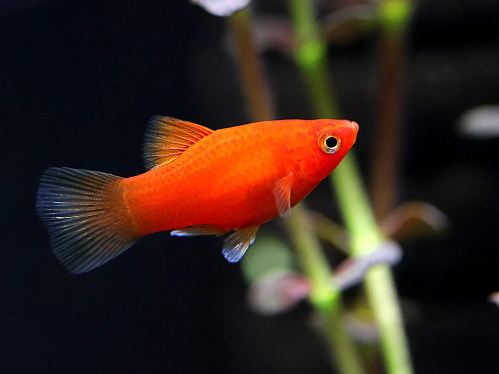 Coral Red Platy