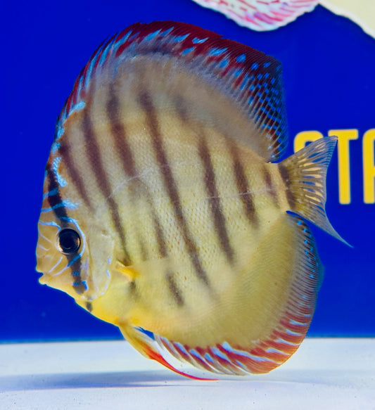 Paraconi Heckel Cross KL Discus 5-5.5” (WYSIWYG)