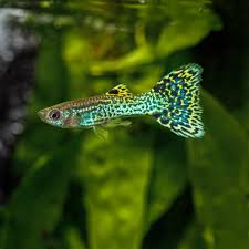 Green Cobra Male Guppy