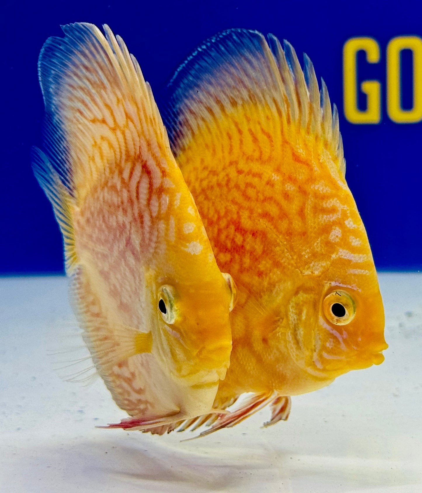 White Pigeon Checkerboard Discus 3-3.5"