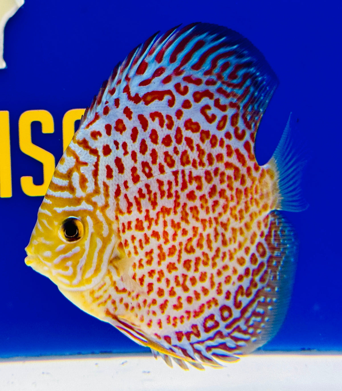 Ring Leopard Discus 4-4.5"