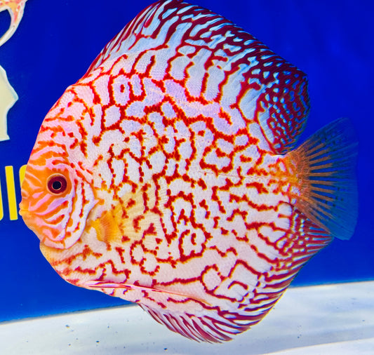 Pigeon Checkerboard Jumbo Premium Discus 6.5-7.5” (WYSIWYG)