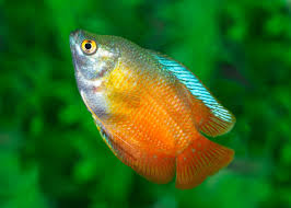 Flame Dwarf Gourami (Male)