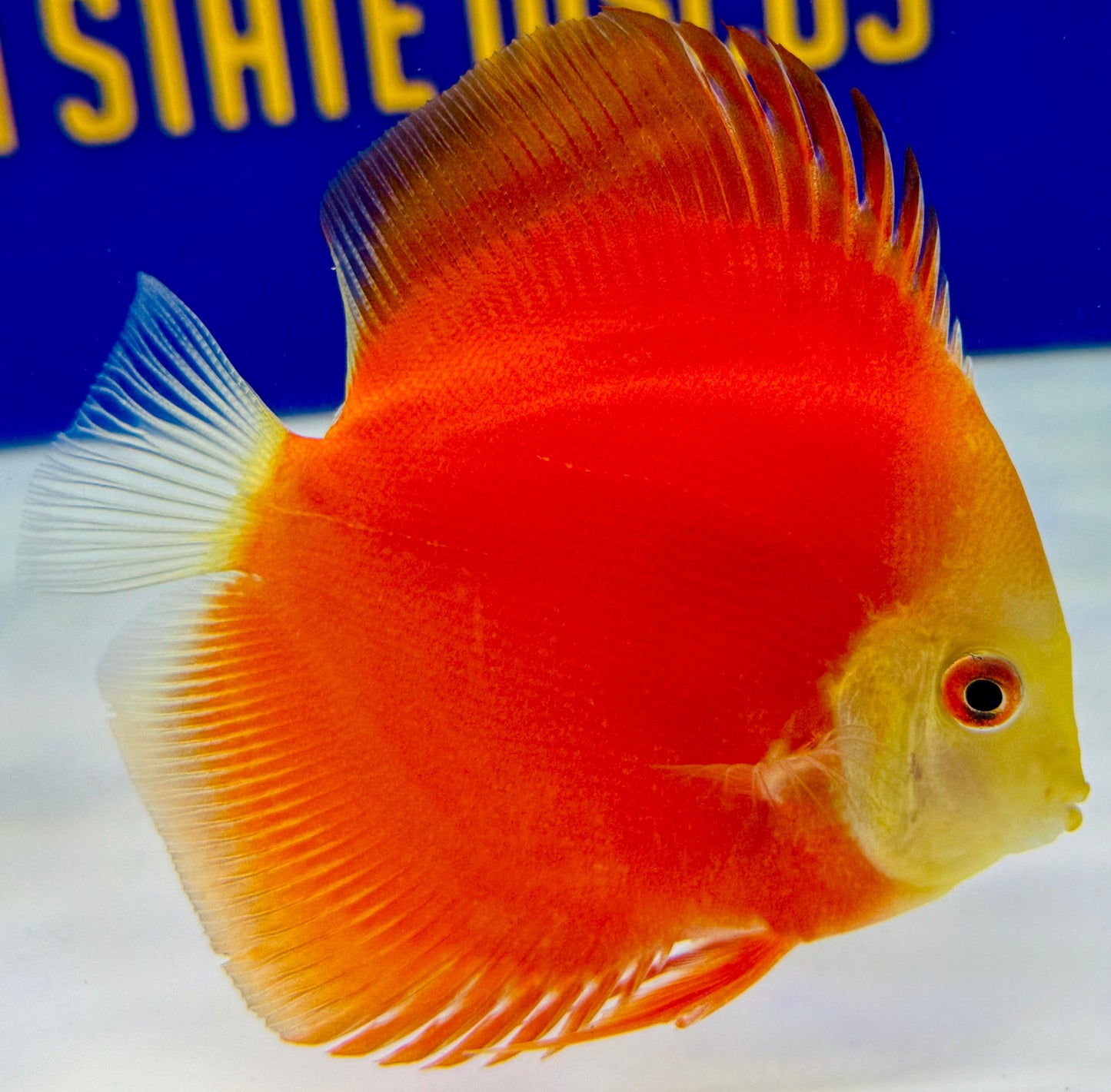 Red Golden Diamond Discus 4-4.5"
