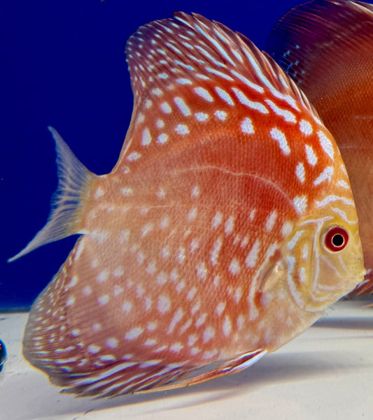 Mateor Pigeon Discus 4-4.5"
