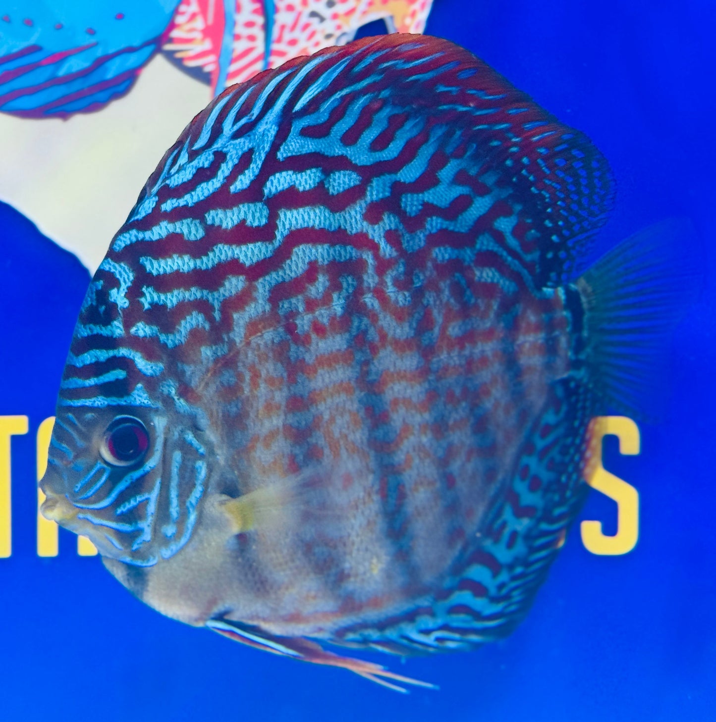 Red Spotted KL Discus Premium 6-6.5"