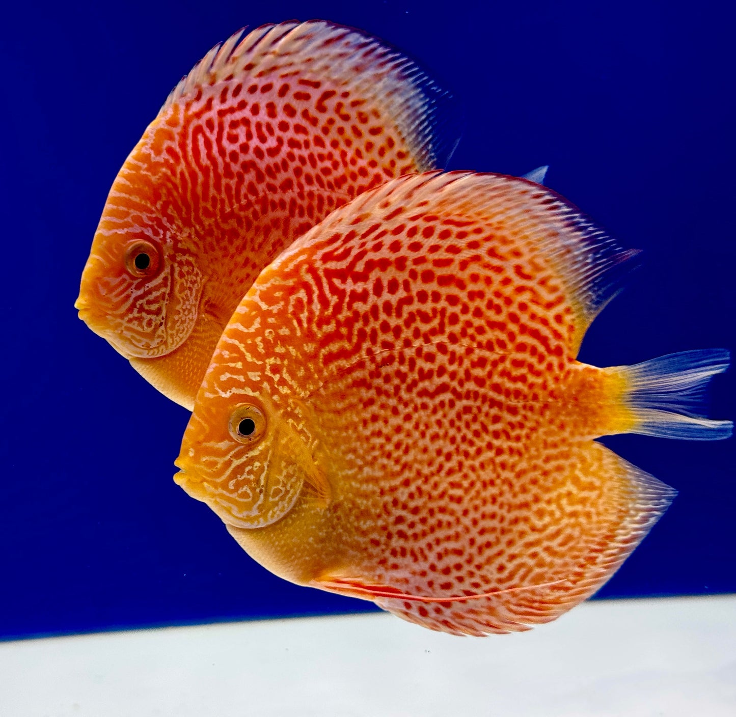 Albino Leopard Snake Discus 4.5-5"