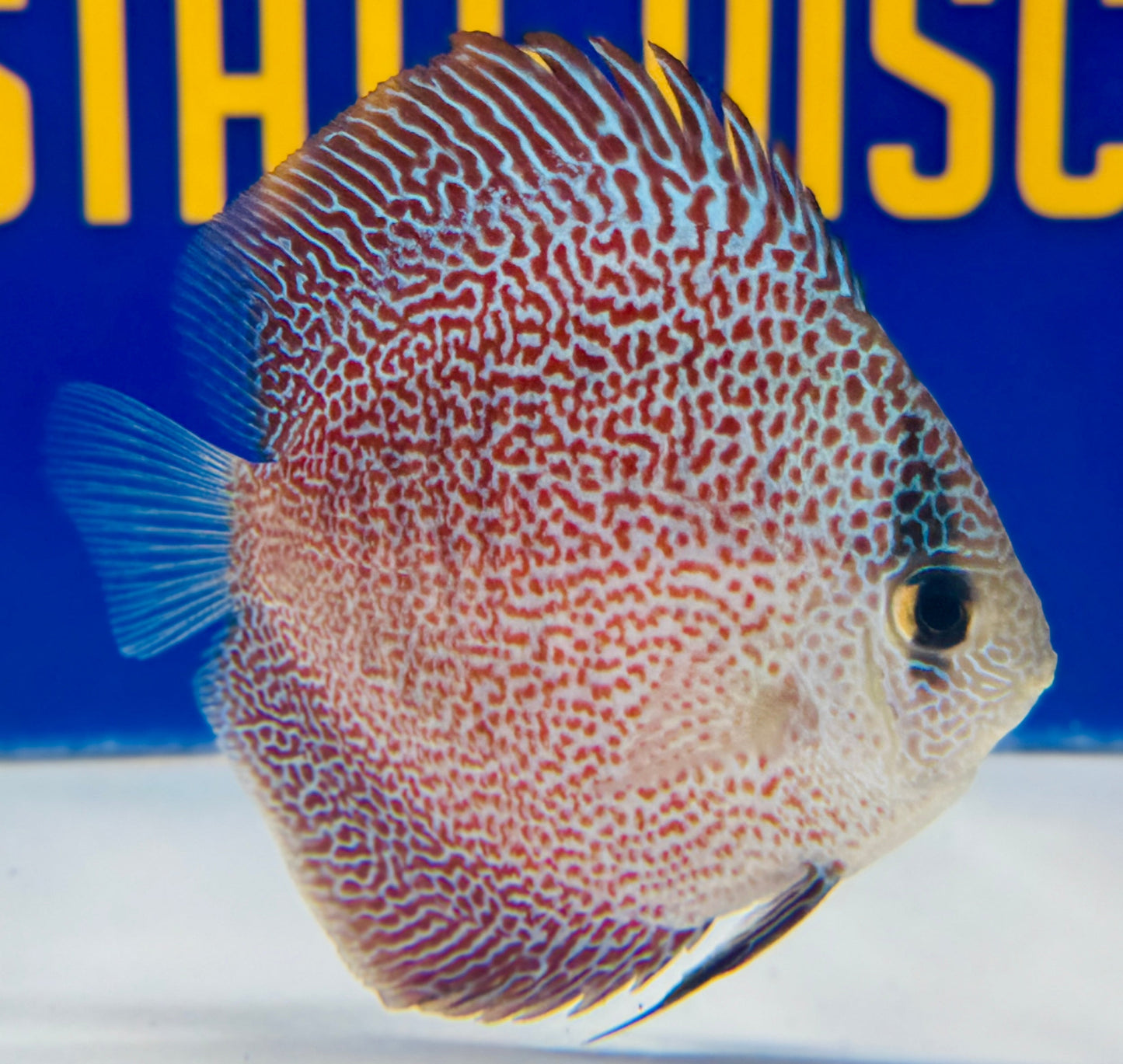 Panthera Discus 3-3.5"
