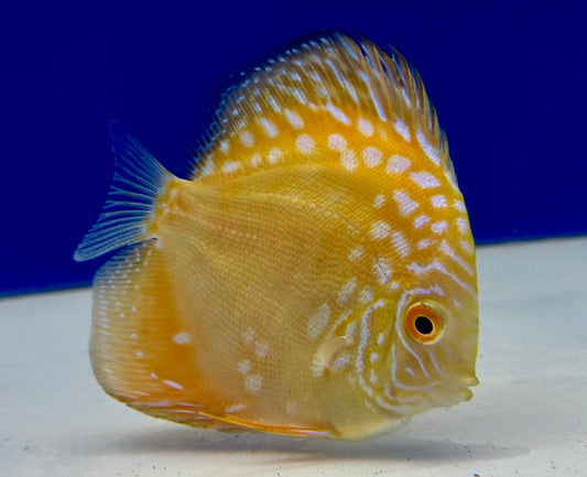 Yellow Pigeon Checkerboard Discus 3-3.5"