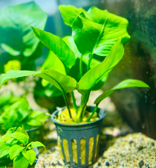 Anubias Barteri "Large Leaf"