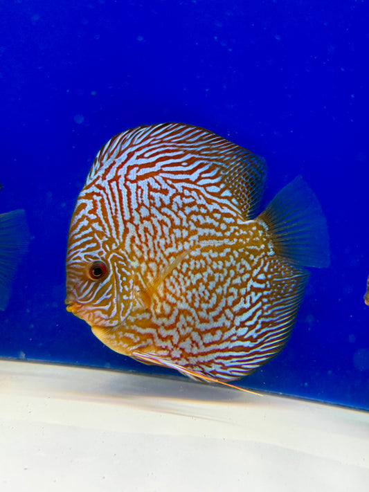 Indiana Tiger Discus 5-5.5"