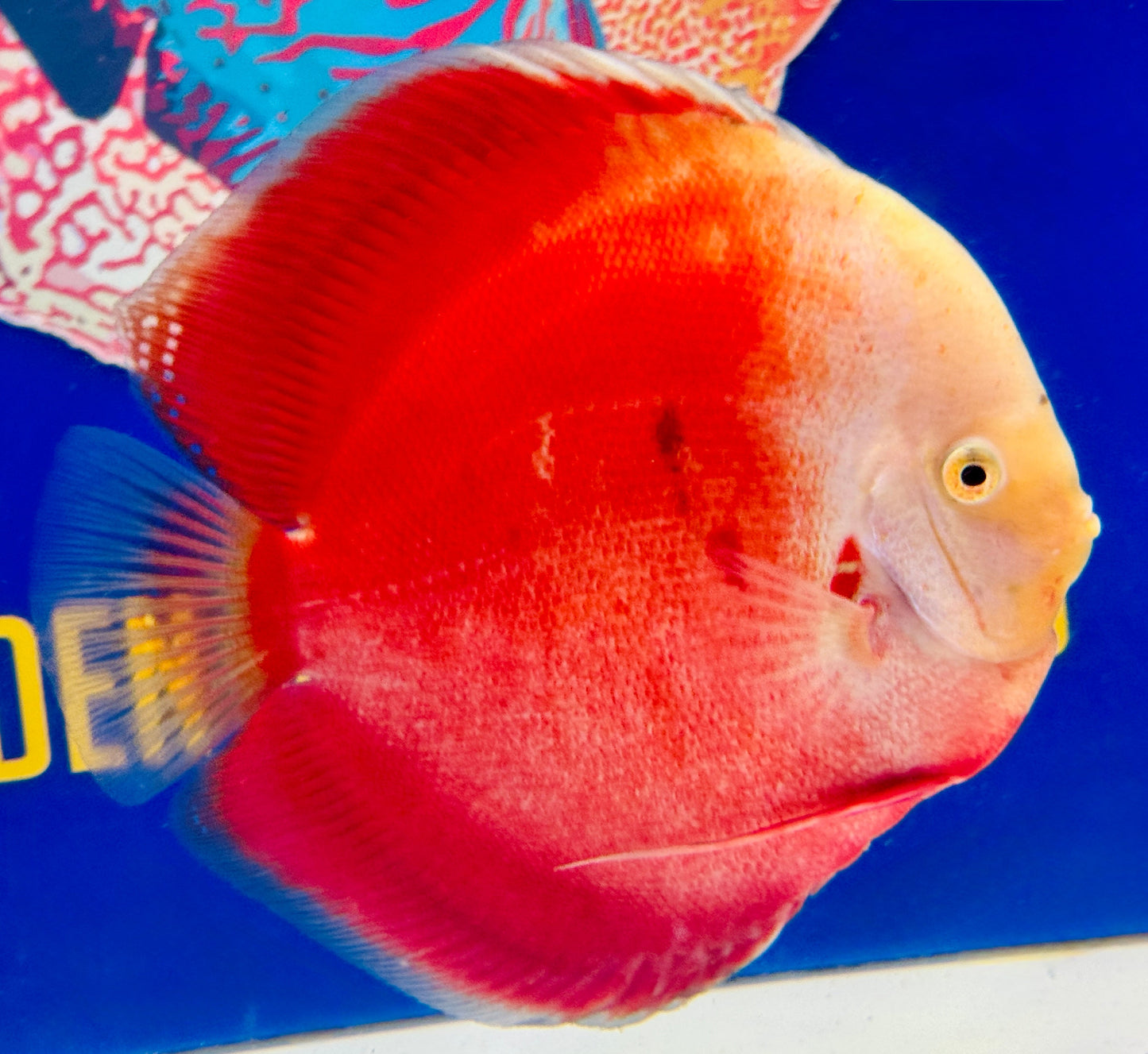 Red White Jumbo Premium Discus 6.5-7.5"
