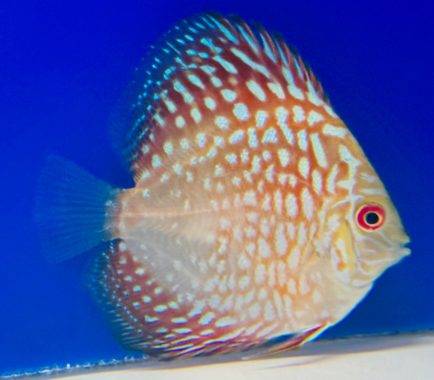 Pigeon Checkerboard Discus 3-3.5"