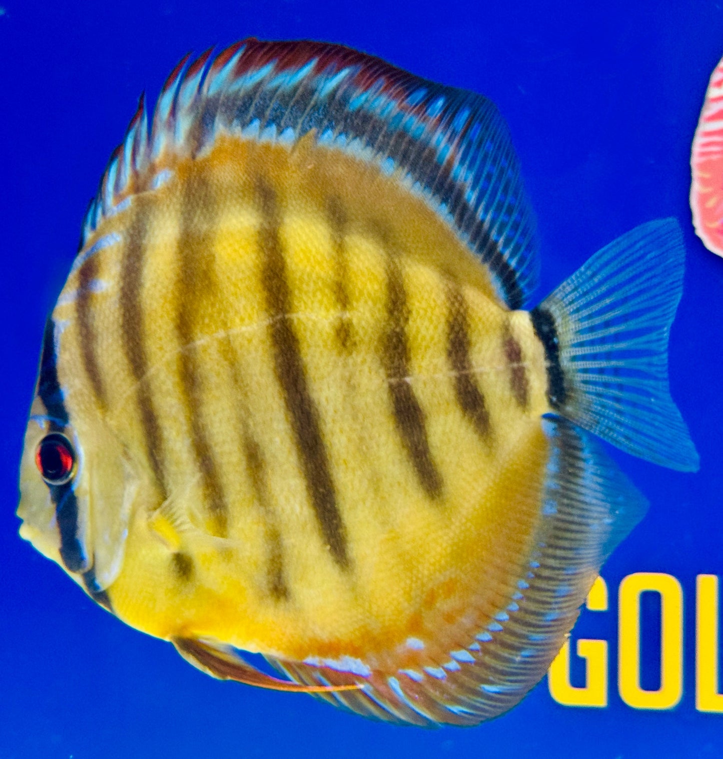 Wild Cross Yellow (Paraconi) Premium KL Discus 6-6.5"