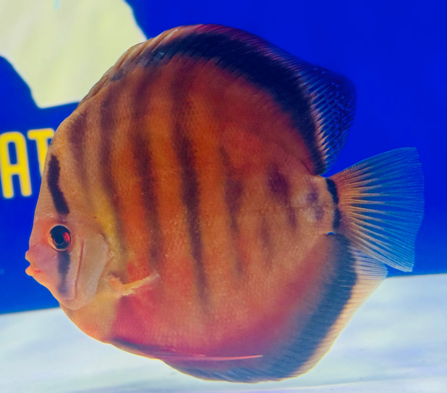 Sun Merah KL Premium Discus 6-6.5"