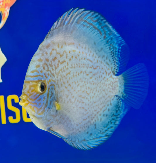 Royal Sapphire Discus 5-5.5"