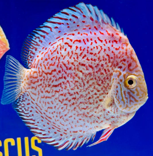 Albino Viper King Discus 5-5.5"