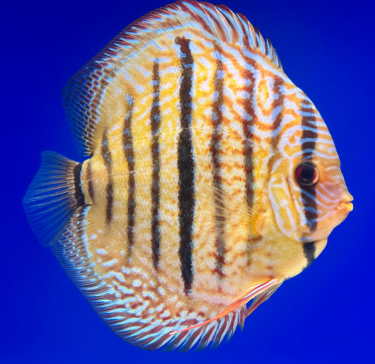 Royal Turquoise Heckle Cross Premium KL Discus 6-6.5"