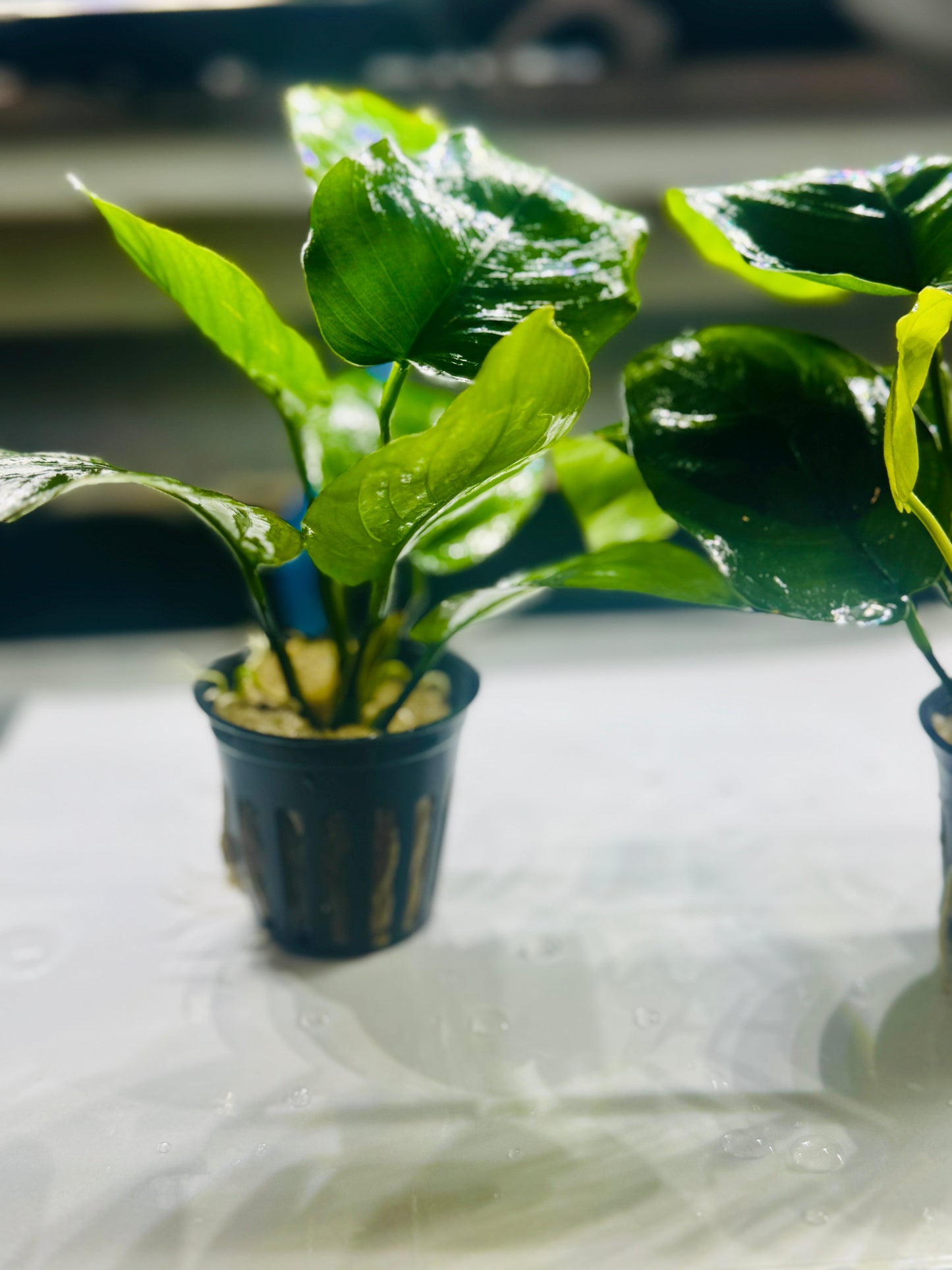 Anubias Barteri "Large Leaf"