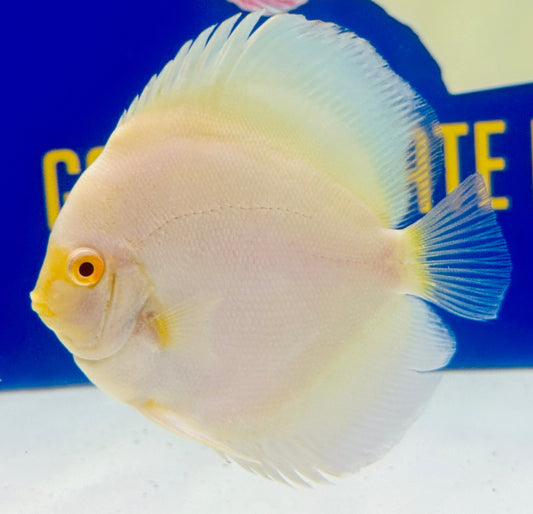 Albino Platinum Discus 4.5-5"