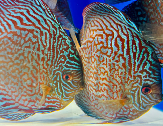 Indiana Tiger Jumbo Premium discus 6.5-7.5"