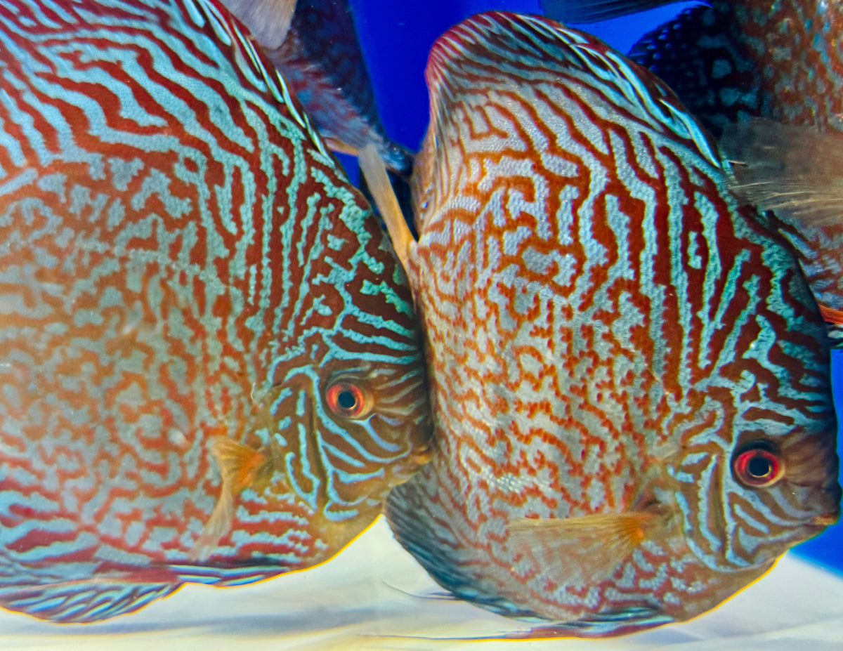 Indiana Tiger Jumbo Premium Discus 6.5-7.5"