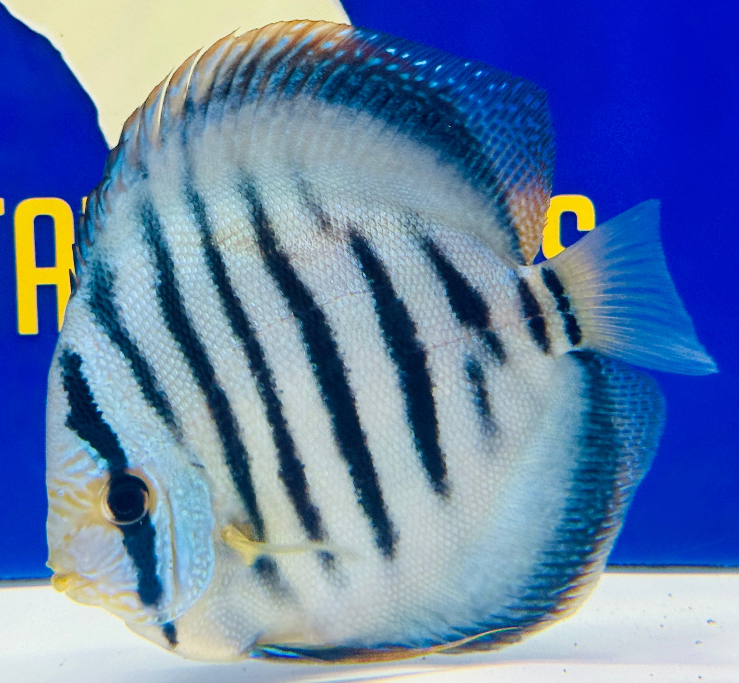 Wild Cross Blue KL Premium Discus 6-6.5"