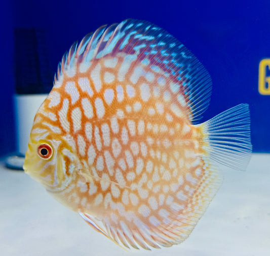 Majestic Pigeon Checkerboard Discus 4-4.5"