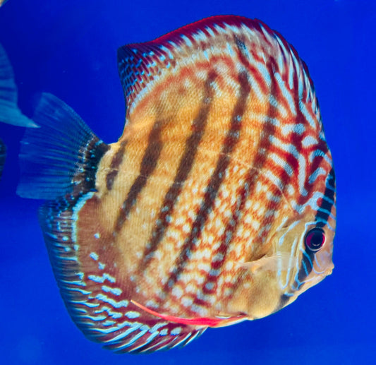 Royal Turquoise Heckel Cross Discus 5-5.5"