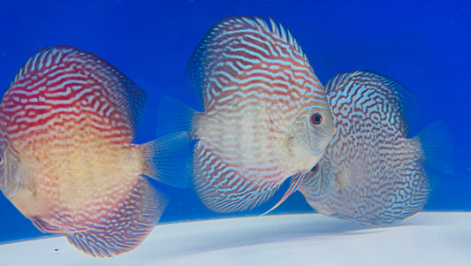 Altum Carnation Discus 5-5.5"