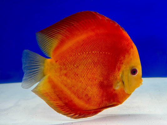 Melon Discus Premium 6-6.5"