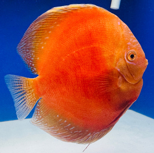 Moonstone Discus Premium Jumbo 6.5-7"