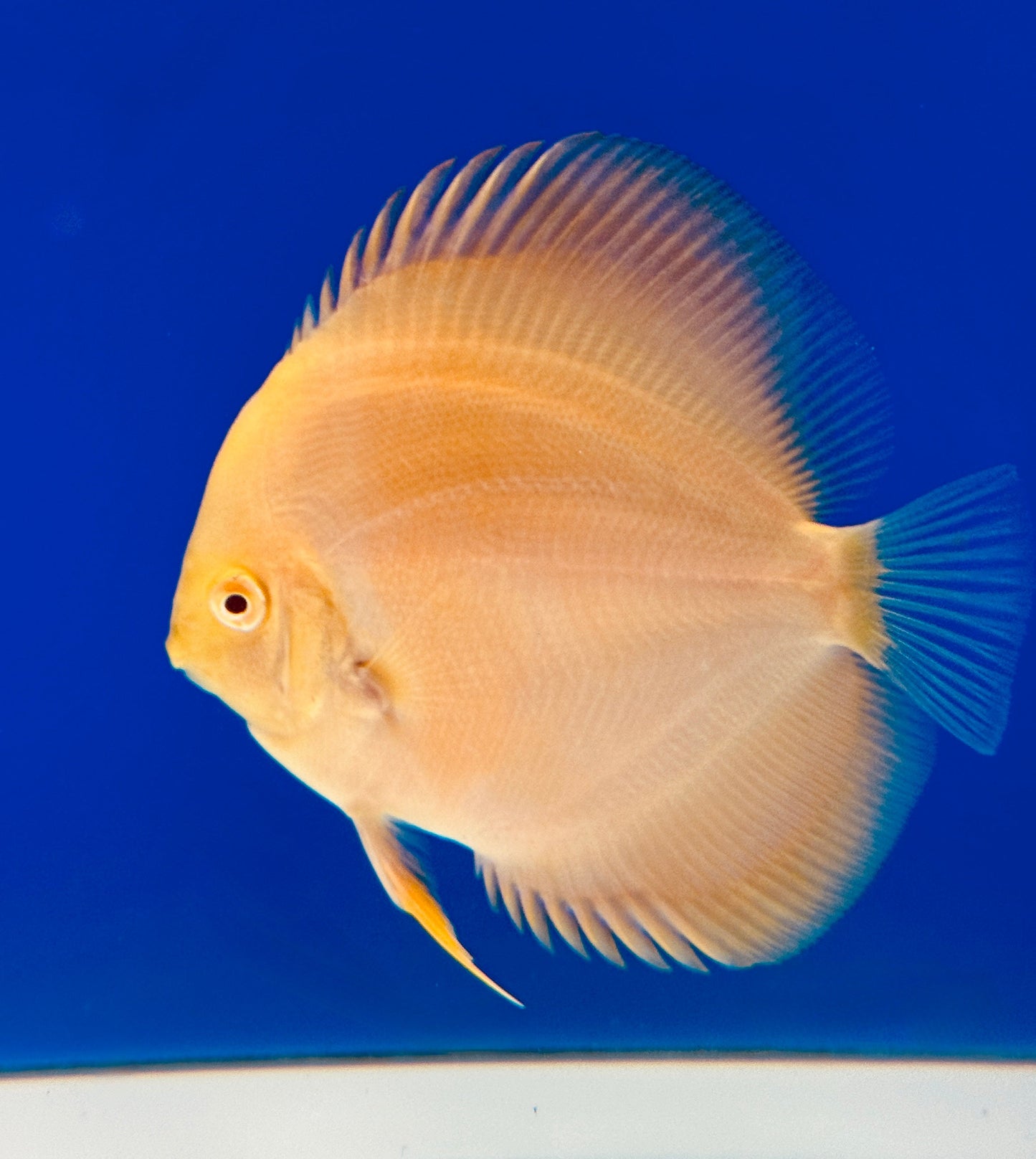 Albino Pearl Diamond Discus 4-4.5"