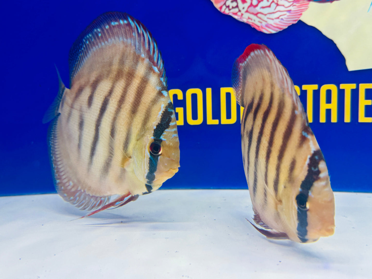 Red Cuipeua Cover Discus 6-6.5"