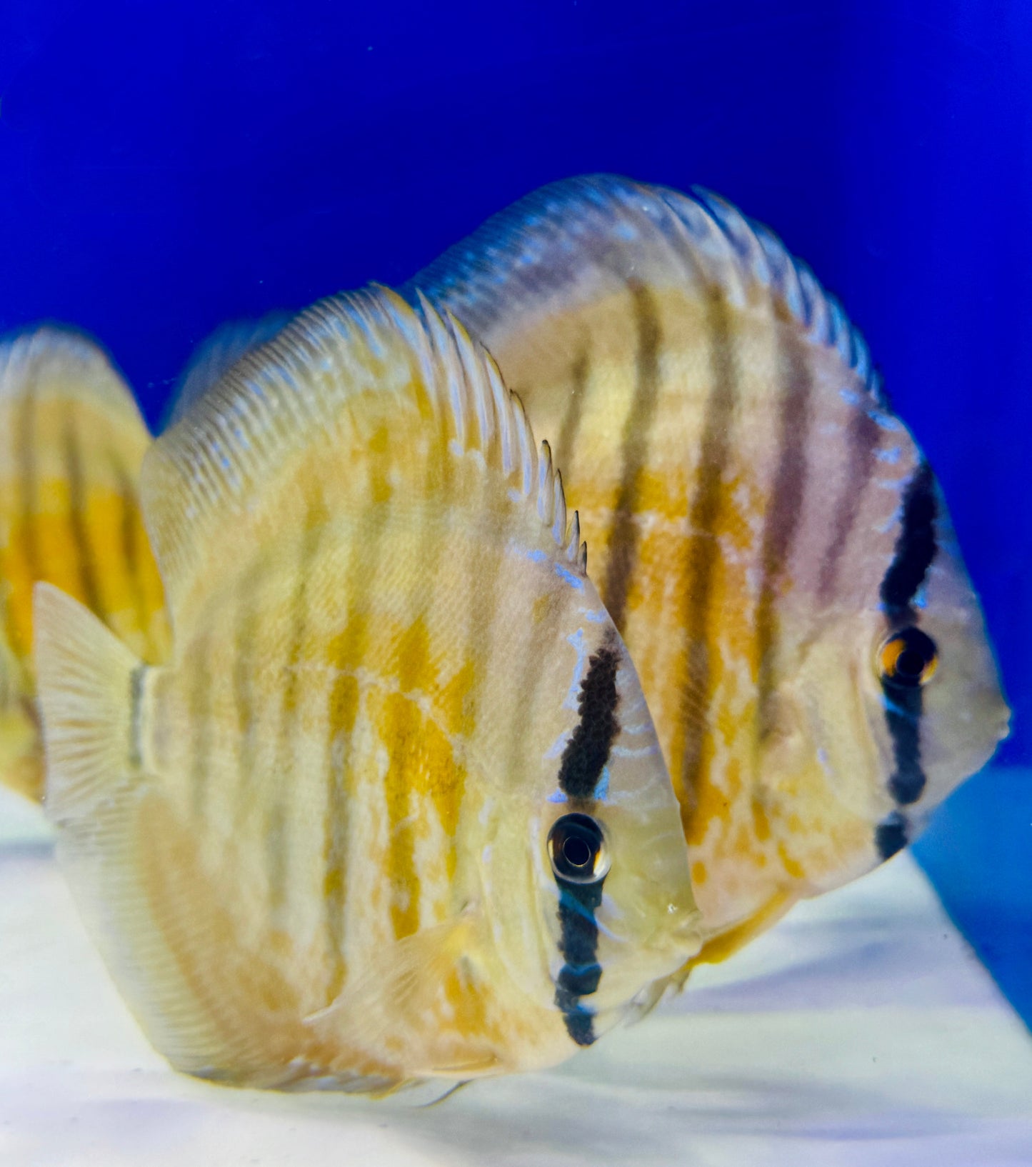 Wild Cross Yellow Paraconi Discus 4.5-5"